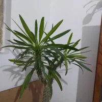 گل یوکا بنسای و نخل ماداگاسکار