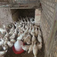 جوجه بوقلمون بیوتی۴۵روزه زرین اصل،مایل‌به معاوضه