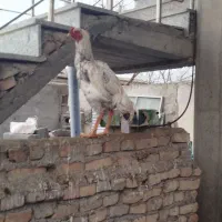 خروس اوشامو اصیل