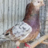 فروش کبوتر جفت گاهی