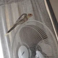 عروس هلندی نر با وسایل