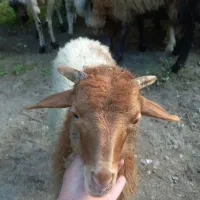 بره نر