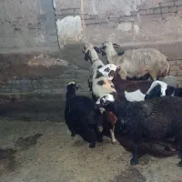 گوسفند فروشی درجه یک