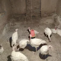 بوقلمون