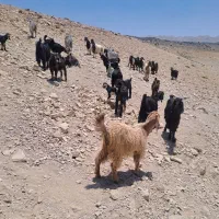 ۱۵راس بز داشتی کهره دار