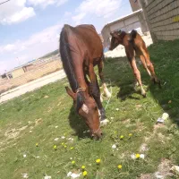 اسب مادیان با کره مادیان