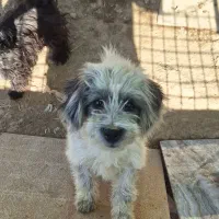 سگ شیتزو معاوضه به مرغ یا پرنده