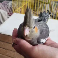 جوجه عروس هلندی