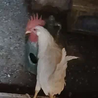 دو عدد خروس
