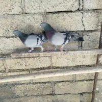 سبز پر