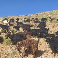۱۲۰ راس بز|حیوانات مزرعه|اقلید, |دیوار