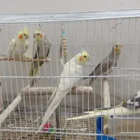 تعدادی عروس هلندی نر و ماده وجفت