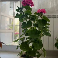 گلهای آپارتمانی