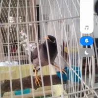 مرغ مینا سخنگو