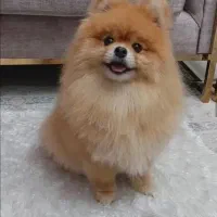 سگ. پامرانین