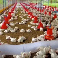 جوجه گوشتی راس ۳۰۸به شرط وزن گیری واکنش خورده
