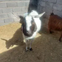 نری فروشی