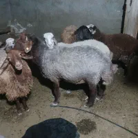 قوچ هترو