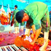 زیرقیمته بازاری+فقط بمدّت3روز ضمانتی-گوسفند زنده