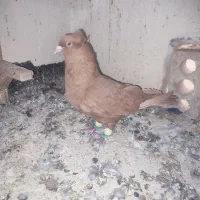 ماده هوایی وجفتگاه