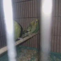 مرغ عشق