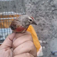 سهره سینه سرخ قناری