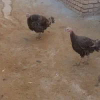 بوقلمون ماده