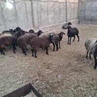 شیشک میش چاق کیلویی