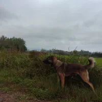 سگ سرابی اصیل