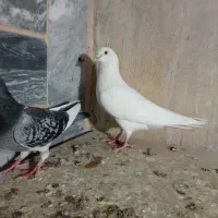 نروماده