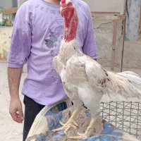 جوجه لاری نسل