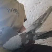 کفتر درجه یک دو میلیون