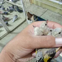 جوجه سهره کبوتر