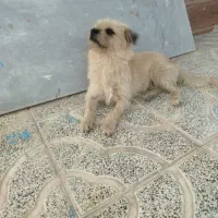سگ ماده قیمت ۸میلیون تومان