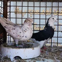 کفتر سفید تهرونی و شازده و پرشی عالی معاوضه قناری