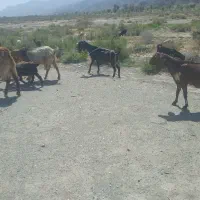 بز پاکستانی