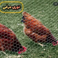 توری مرغی|مصالح و تجهیزات ساختمان|نجف‌آباد, حومه نجف آباد|دیوار