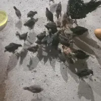 جوجه ۴۰روزه سالم و واکسن خورده محلی اصل