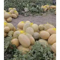 فروش خربزه آتشی تونالیت و جانا