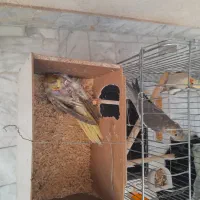 پرنده