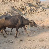 فروش گاومیش با گوساله و یک گوساله ی نر بزرگ