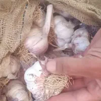 سیر