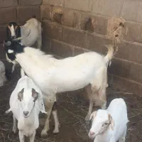 نری درخونه ای