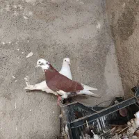 کبوتر هفت عدد با یک جوجه بزرگ