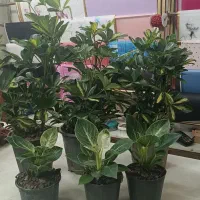 گل آپارتمانی به قیمت گلخانه کد 2
