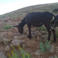 شیر  اولاغ