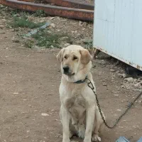 سگ ماده پژدر