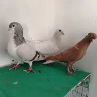 کبوتر ساده