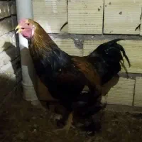 خروس برهما