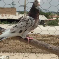 سرور و سبز